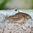 Cory Catfish Care APK
