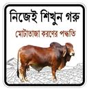 গরু মোটাতাজাকরণের পদ্ধতি APK