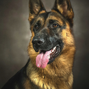 German Shepherds APK