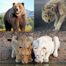 Wild Animals APK