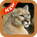 Cougar Wallpaper APK