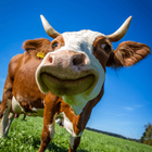 Cow Wallpapers biểu tượng