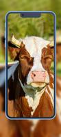 Cow Wallpapers Ekran Görüntüsü 2