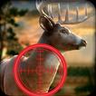 cerf chasse sauvage classique 