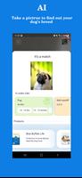 Dog App постер