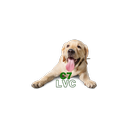 C7 LVC APK