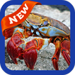 Crab Wallpaper