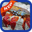 Crab Wallpaper APK