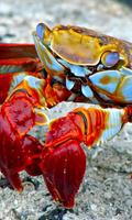 Crab Wallpaper screenshot 1