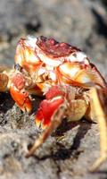 Crab Wallpaper screenshot 2