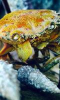 Crab Wallpaper screenshot 3