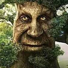 Wise Oak Tree For Minecraft icono