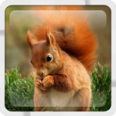 Little red squirrel LWallpaper APK