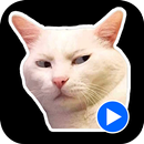 Cat Meme Animated Stickers APK