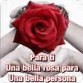 Rosas con Frases Bonitas 🌹