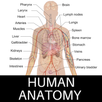 Human Anatomy APK