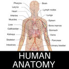 Human Anatomy ไอคอน