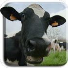 Funny Cows Live Wallpaper icône