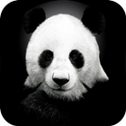 Panda Fond d'écran animé icône