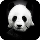 Panda Video Wallpaper biểu tượng