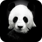 Panda Video Wallpaper icon