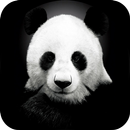 Panda Fond d'écran animé APK