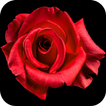 Rose Video Live Wallpaper