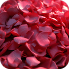Rose Petals 3D Live Wallpaper icône