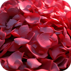 Rose Petals 3D Live Wallpaper icon