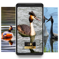 grebe good life sweetness Wallpaper
