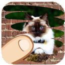 Cat breeds, scratch and guess which one is hiden APK
