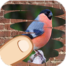 Birds, guess which one catches APK