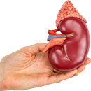 Kidney Cleanse - Eat Smarter, Live Longer APK
