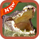 Crocodile Wallpaper APK