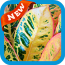 Croton Wallpaper APK