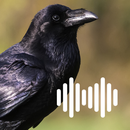 Crow Hunting Calls APK