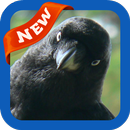 Crow Wallpaper APK