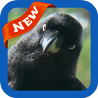 Crow Wallpaper icon