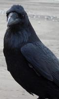 Crow Wallpaper screenshot 3