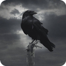 Crow Wallpaper APK