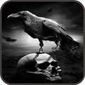 Crow Wallpaper 2
