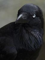 Crow Wallpaper capture d'écran 2