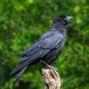 APK Crow Sounds