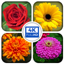 HD Flower Wallpaper APK