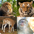 Guess the Animal