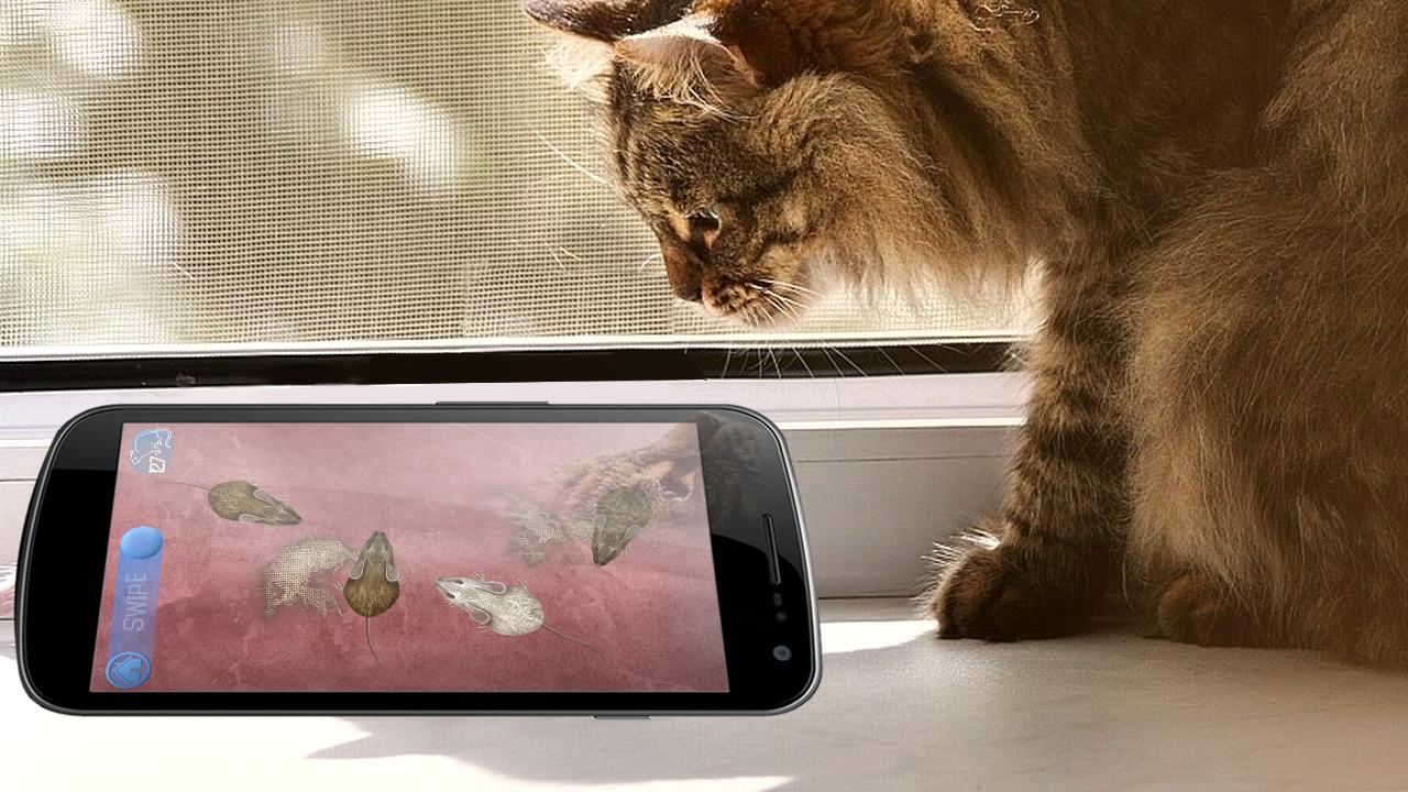 Игра мышка бегает по экрану для кошек