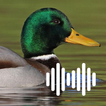 Duck Hunting Calls ikon