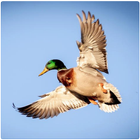 Duck of North America أيقونة