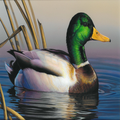 Duck Sounds