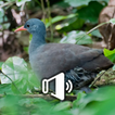 Canto de Lambu icon